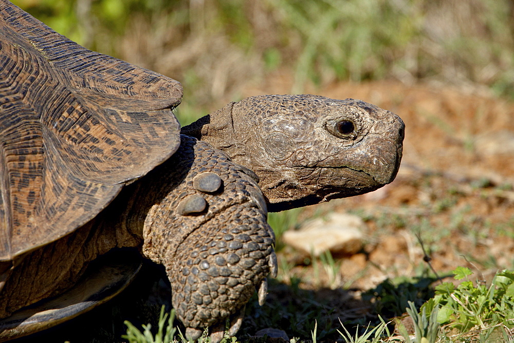 Leopard Tortoise (Geochelone pardalis), Addo Elephant National Park, South Africa, Africa