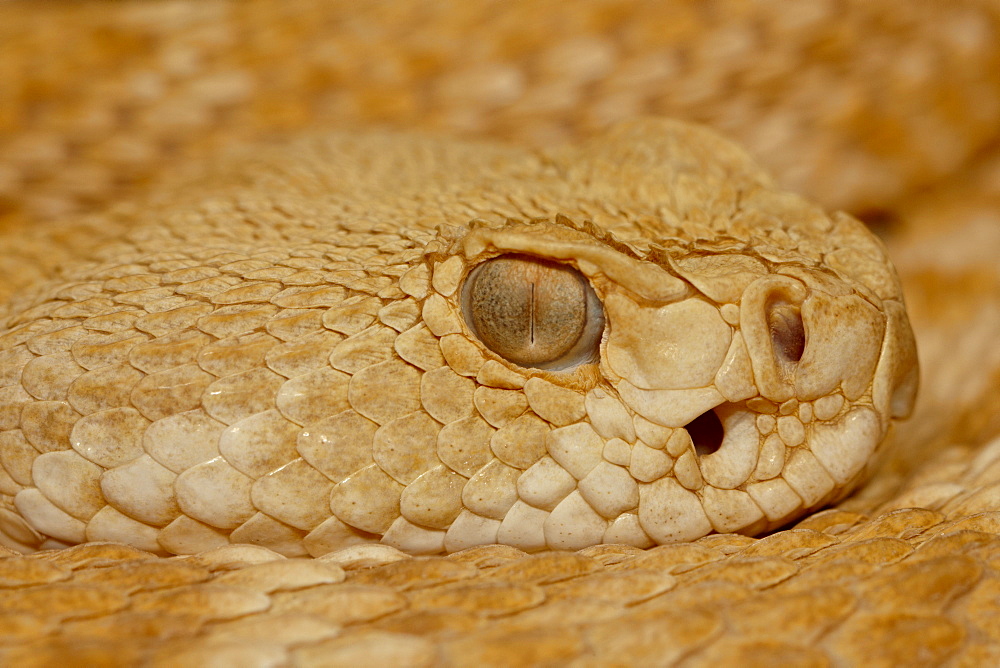 Hypomelanistic Western Diamond-Back Rattlesnake (Western Diamondback Rattlesnake) (Crotalus atrox) in captivity, Arizona Sonora Desert Museum, Tucson, Arizona, United States of America, North America