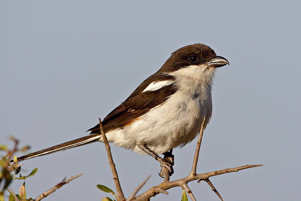 Fiscal Shrike (Common Fiscal) (Lanius collaris), Addo Elephant National Park, South Africa, Africa