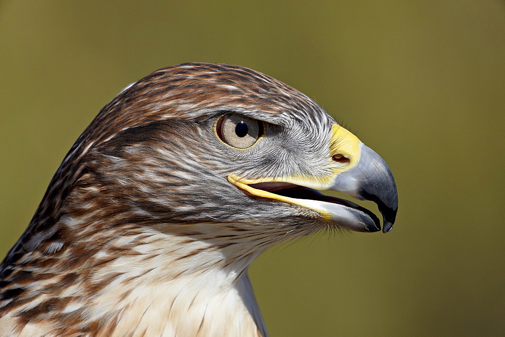 Ferruginous Hawk (Buteo regalis) in captivity, Arizona Sonora Desert Museum, Tucson, Arizona, United States of America, North America