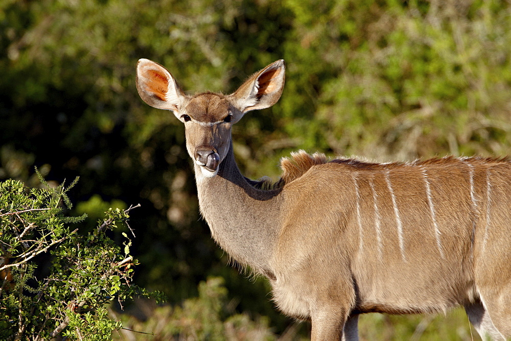 Female Greater Kudu (Tragelaphus strepsiceros), Addo Elephant National Park, South Africa, Africa