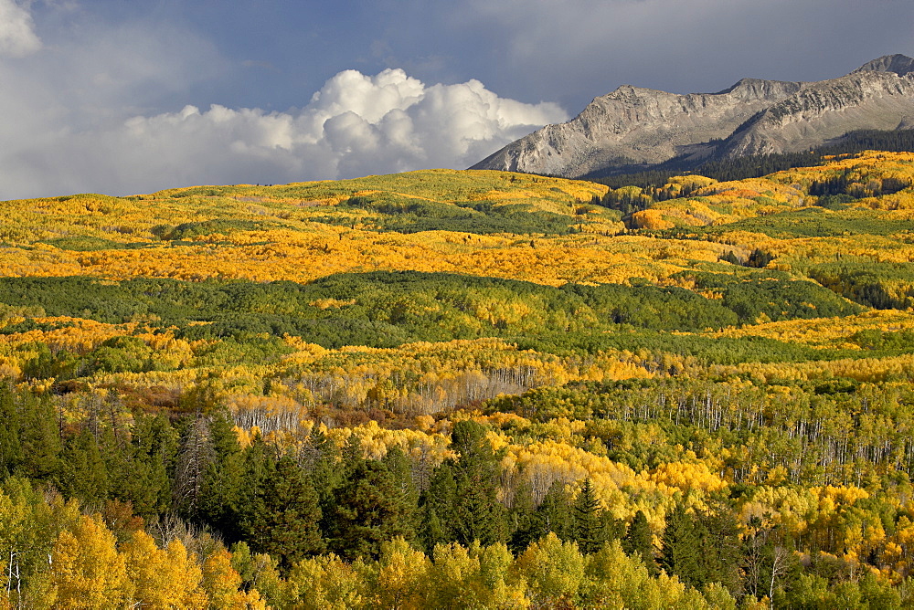 Fall colors, Gunnison National Forest, Colorado, United States of America, North America