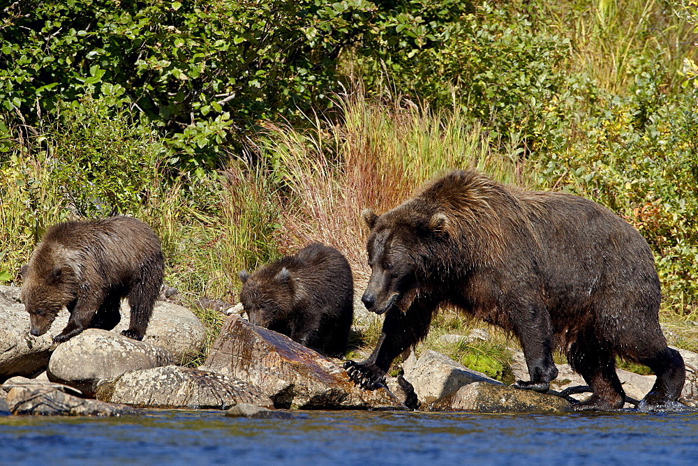 Brown Bear (Ursus arctos horribilis) sow and two cubs, Katmai National Park and Preserve, Alaska, United States of America, North America