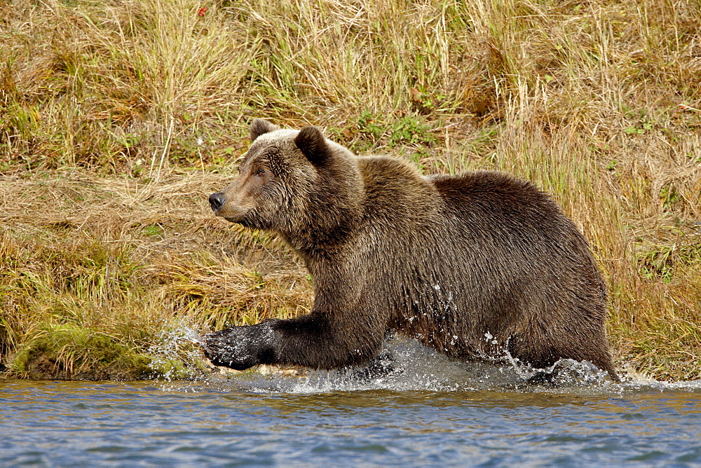 Brown Bear (Ursus arctos horribilis) running through water, Katmai National Park and Preserve, Alaska, United States of America, North America