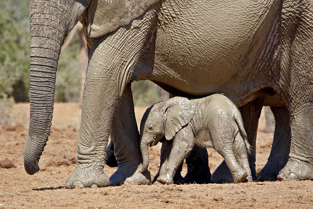 Baby African Elephant (Loxodonta africana) standing under its mother, Addo Elephant National Park, South Africa, Africa