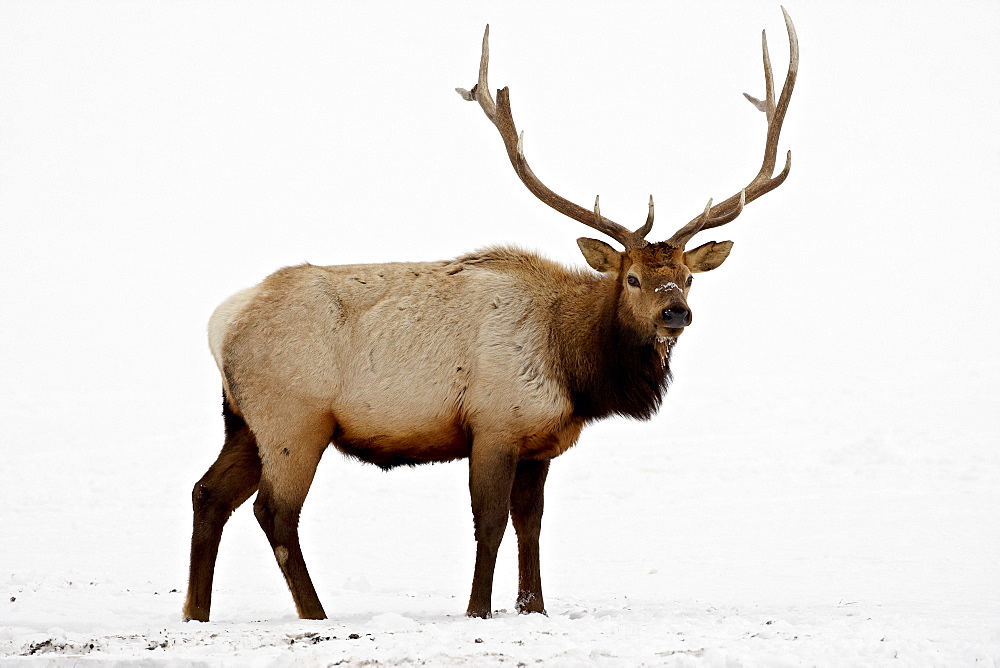 Bull Elk (Cervus canadensis) in snow, Yellowstone National Park, Wyoming, United States of America, North America