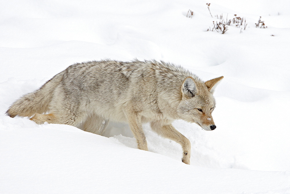 Coyote (Canis latrans) in snow, Yellowstone National Park, Wyoming, United States of America, North America