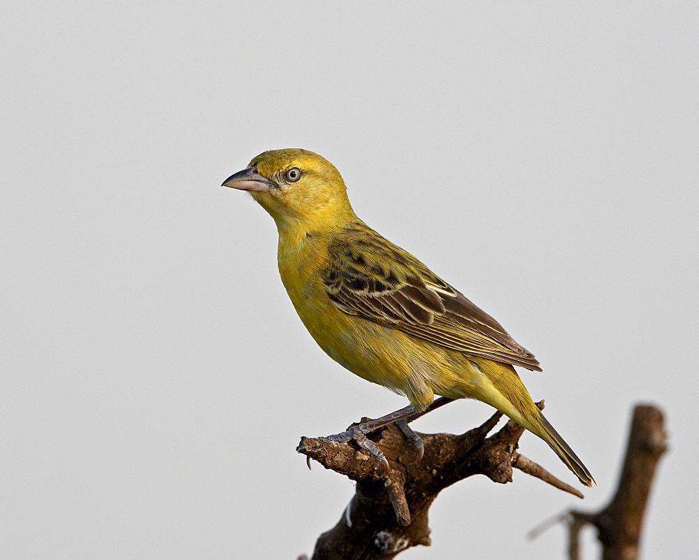 Female Lesser Masked Weaver (Ploceus intermedius), Kruger National Park, South Africa, Africa