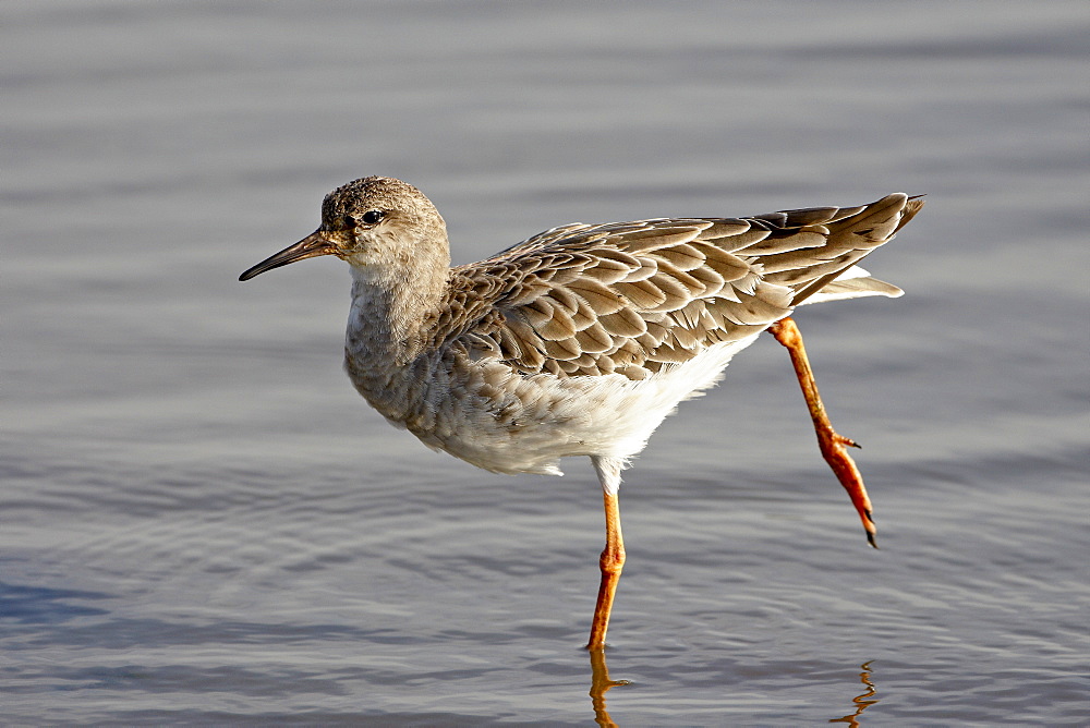 Ruff (Philomachus pugnax), Kruger National Park, South Africa, Africa