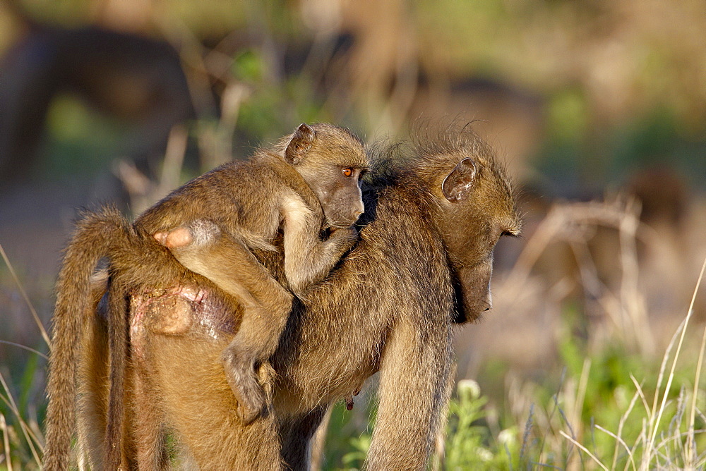 Young Chacma Baboon (Papio ursinus) riding its mother's back, Kruger National Park, South Africa, Africa