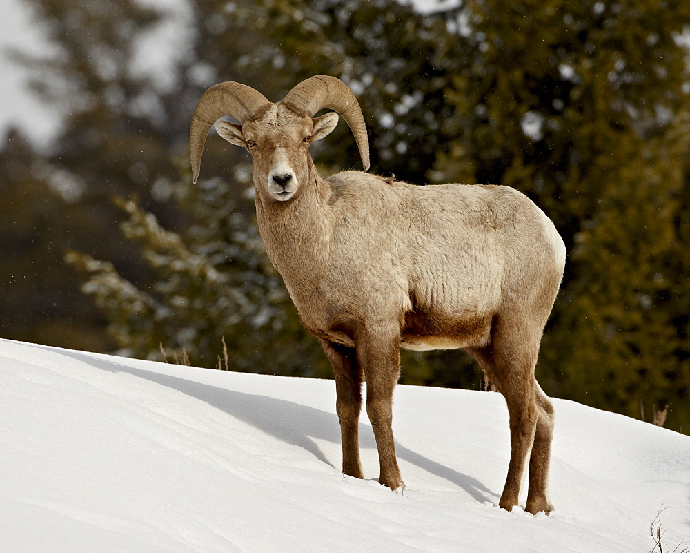 Bighorn Sheep (Ovis canadensis) ram in the snow, Yellowstone National Park, Wyoming, United States of America, North America