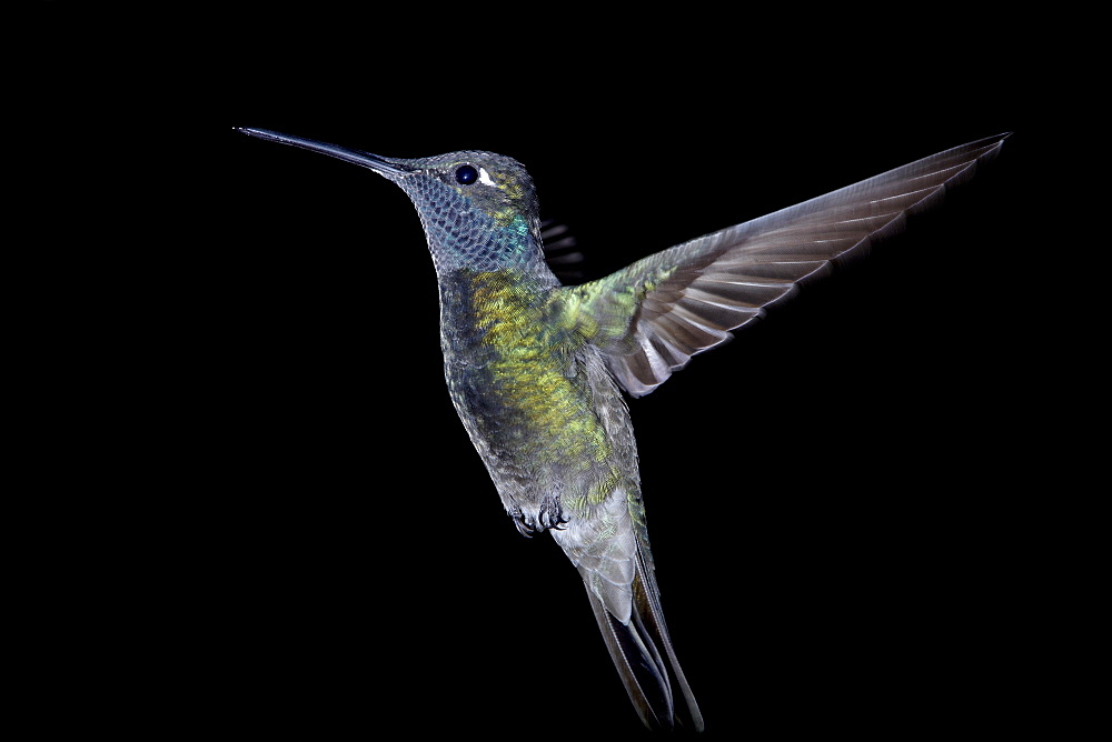 Male magnificent hummingbird (Eugenes fulgens) in flight, Madera Canyon, Coronado National Forest, Arizona, United States of America, North America