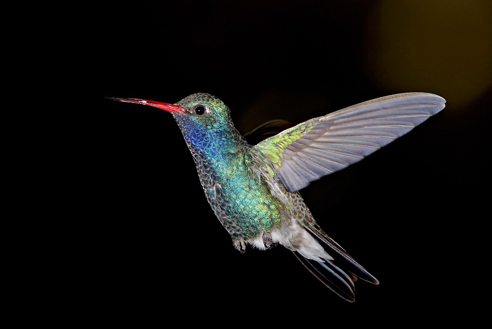 Male broad-billed hummingbird (Cynanthus latirostris) in flight, Madera Canyon, Coronado National Forest, Arizona, United States of America, North America