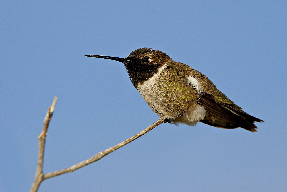 Male black-chinned hummingbird (Archilochus alexandri), Sweetwater Wetlands, Tucson, Arizona, United States of America, North America