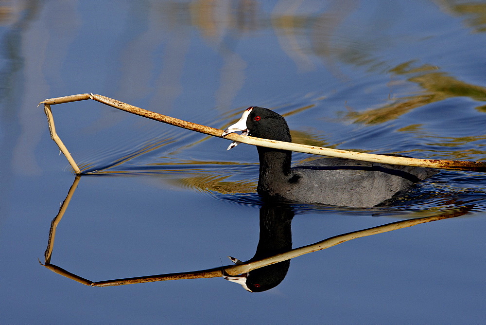 American coot (Fulica americana) with nesting material, Sweetwater Wetlands, Tucson, Arizona, United States of America, North America