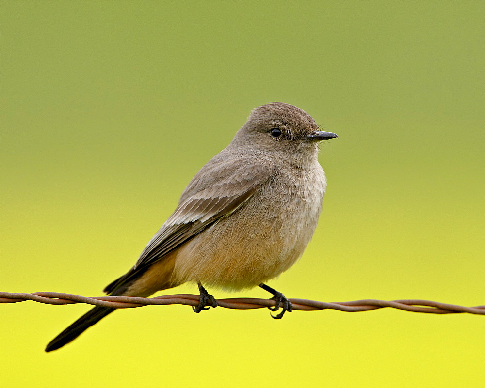 Western wood-pewee (Contopus sordidulus), San Jacinto Wildlife Area, California, United States of America, North America