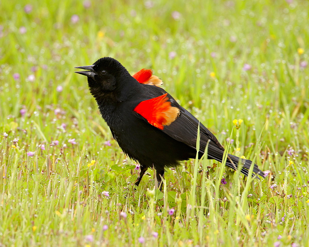 Male red-winged blackbird (Agelaius phoeniceus) displaying, San Jacinto Wildlife Area, California, United States of America, North America