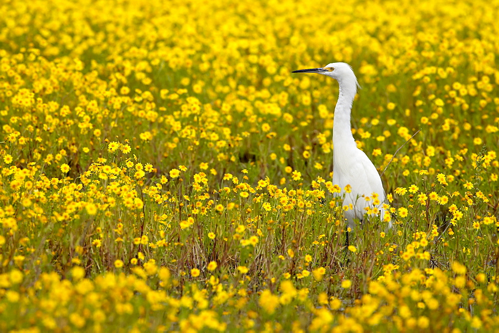 Snowy egret (Egretta thula) among goldfields (Lasthenia chrysostoma), San Jacinto Wildlife Area, California, United States of America, North America