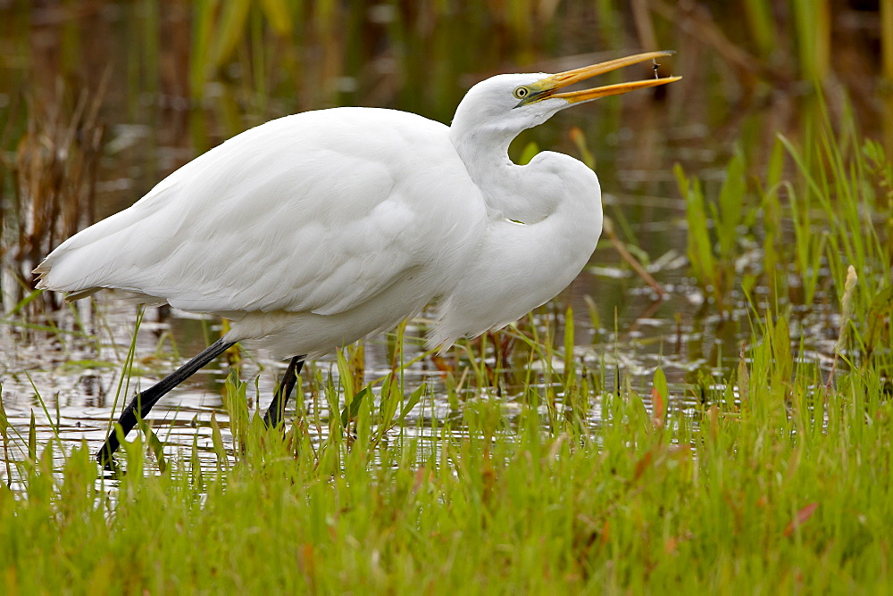 Great egret (Ardea alba) flipping prey in its beak, San Jacinto Wildlife Area, California, United States of America, North America