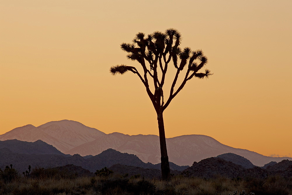 Joshua tree at sunset, Joshua Tree National Park, California, United States of America, North America