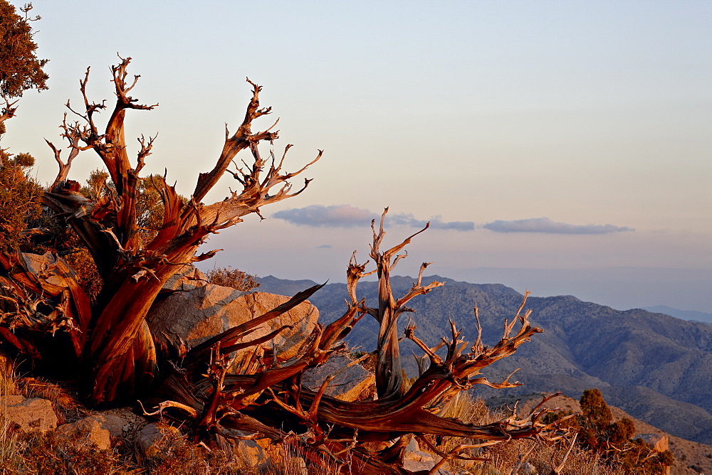 Juniper at sunset at Keys View, Joshua Tree National Park, California, United States of America, North America