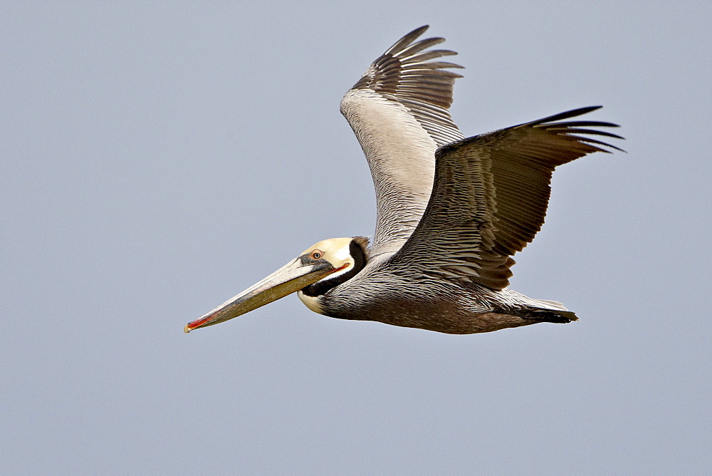 Brown pelican (Pelecanus occidentalis) in flight in partial breeding plumage, Salton Sea, California, United States of America, North America