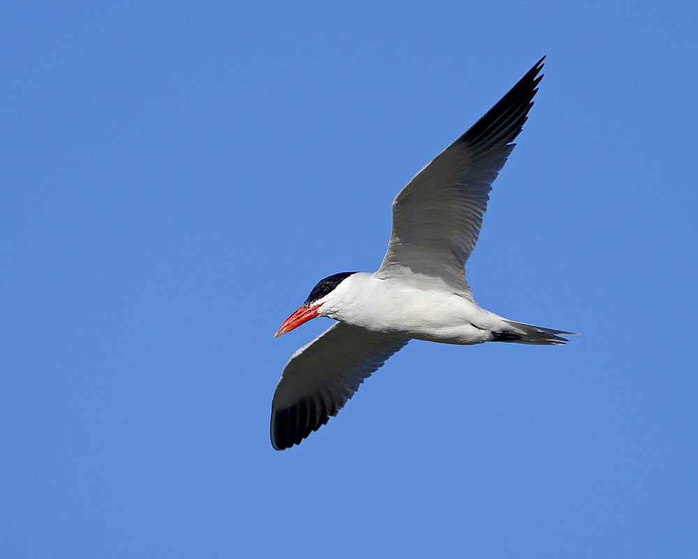 Caspian tern (Sterna caspia) in breeding plumage in flight, Salton Sea, California, United States of America, North America