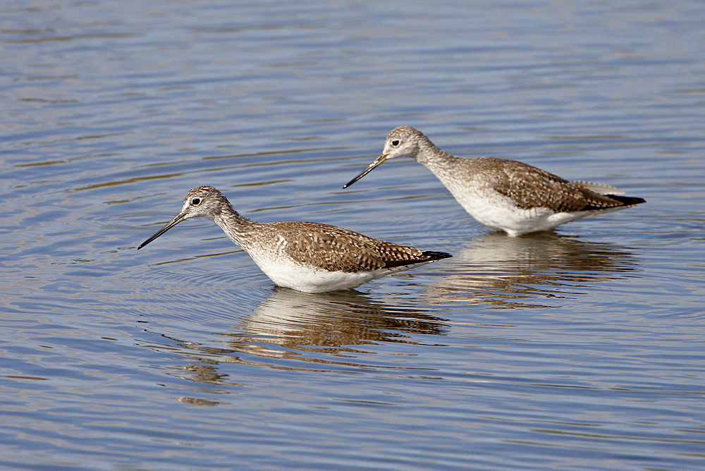 Two greater yellowlegs (Tringa melanoleuca), Salton Sea, California, United States of America, North America