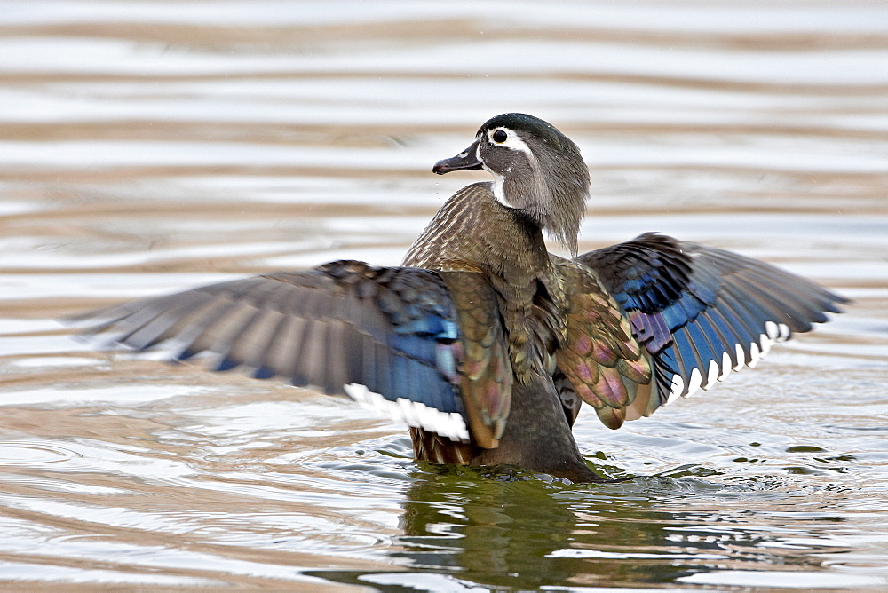 Female wood duck (Aix sponsa) flapping wings, Rio Grande Zoo, Albuquerque Biological Park, Albuquerque, New Mexico, United States of America, North America