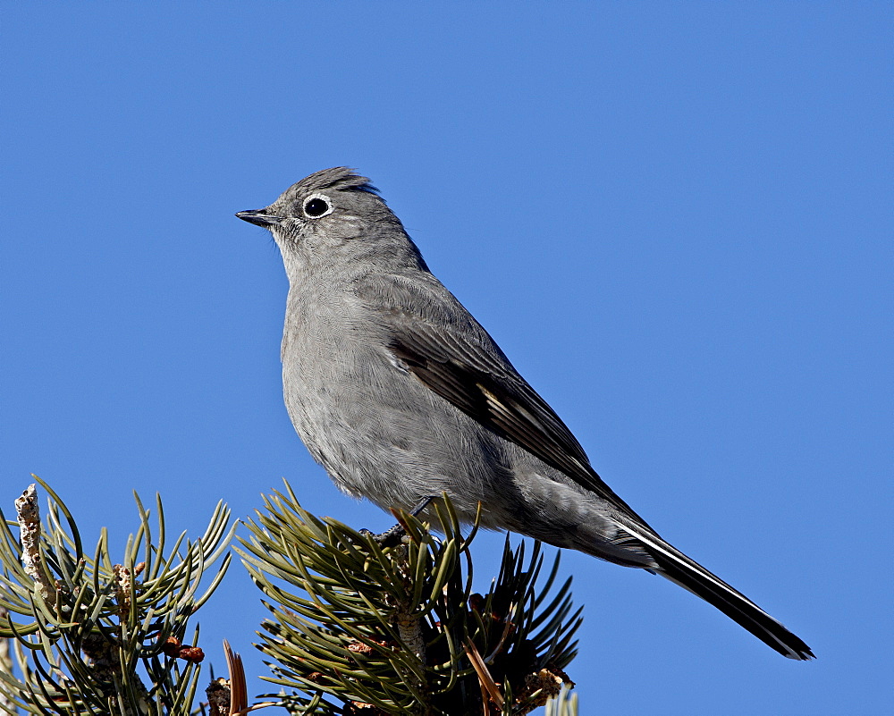 Townsend's solitaire (Myadestes townsendi), Abiquiu Lake, New Mexico, United States of America, North America