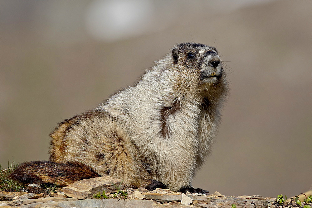 Hoary marmot (Marmota caligata), Glacier National Park, Montana, United States of America, North America