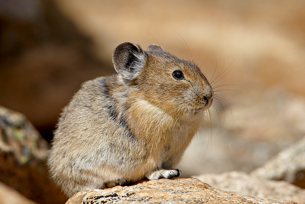 American pika (Ochotona princeps), Shoshone National Forest, Wyoming, United States of America, North America