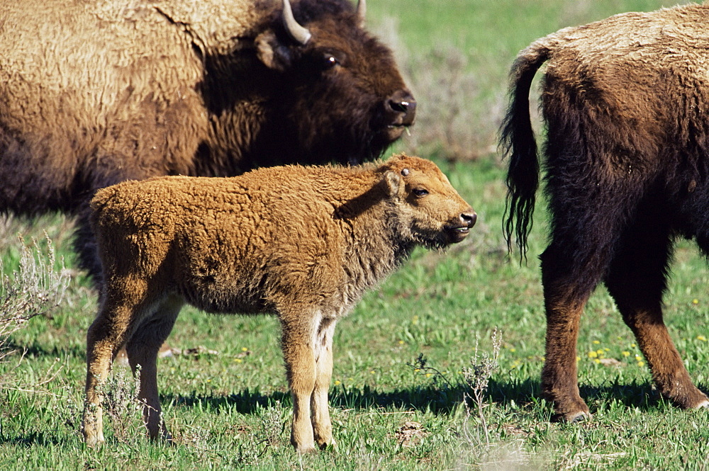 Bison calf (Bison bison), Yellowstone National Park, Wyoming, United States of America, North America