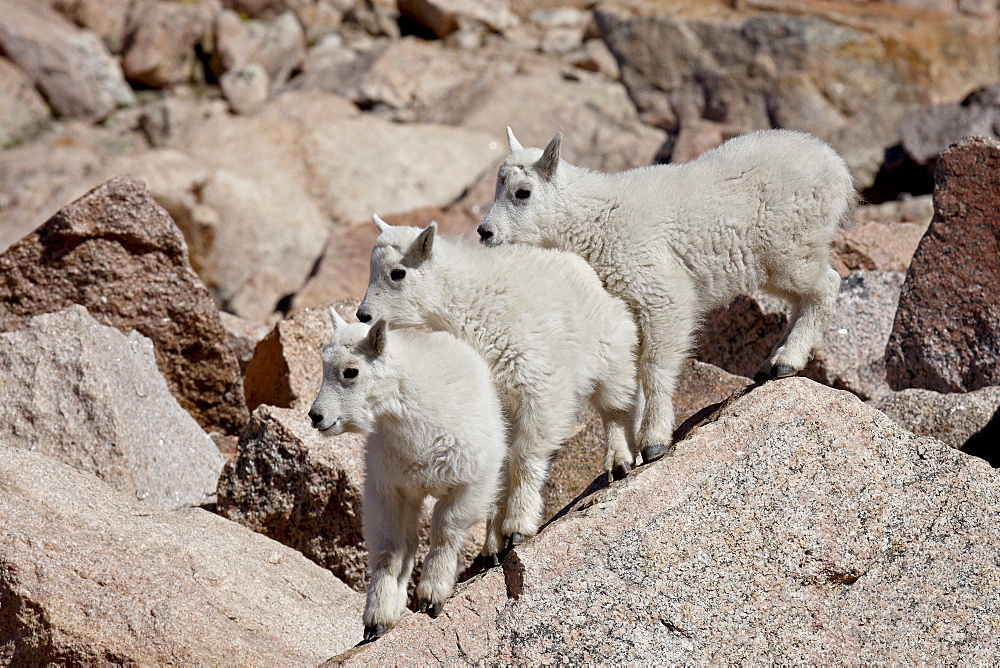 Three mountain goat (Oreamnos americanus) kids, Mount Evans, Colorado, United States of America, North America