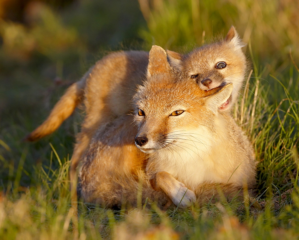 Swift fox (Vulpes velox) kit biting its mother's ear, Pawnee National Grassland, Colorado, United States of America, North America