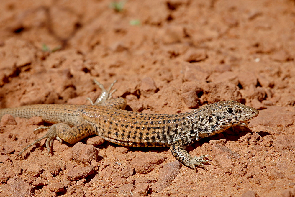 Central Western whiptail (Cnemidophorus tigris septentrionalis), Arches National Park, Utah, United States of America, North America