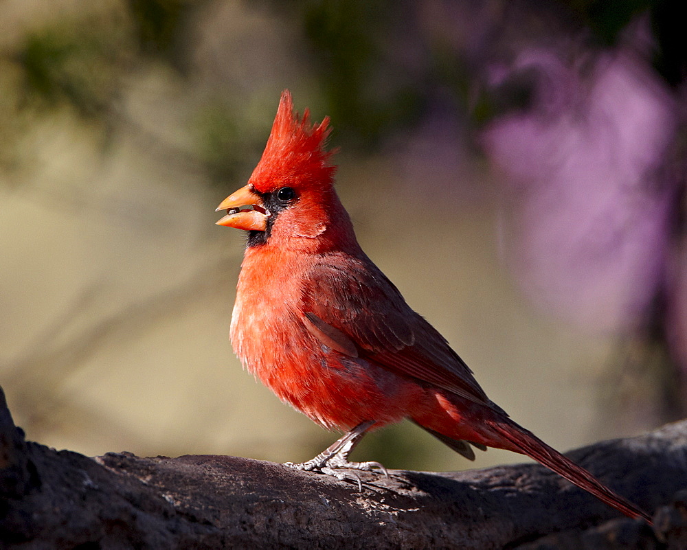 Male Northern cardinal (Cardinalis cardinalis), Chiricahuas, Coronado National Forest, Arizona, United States of America, North America