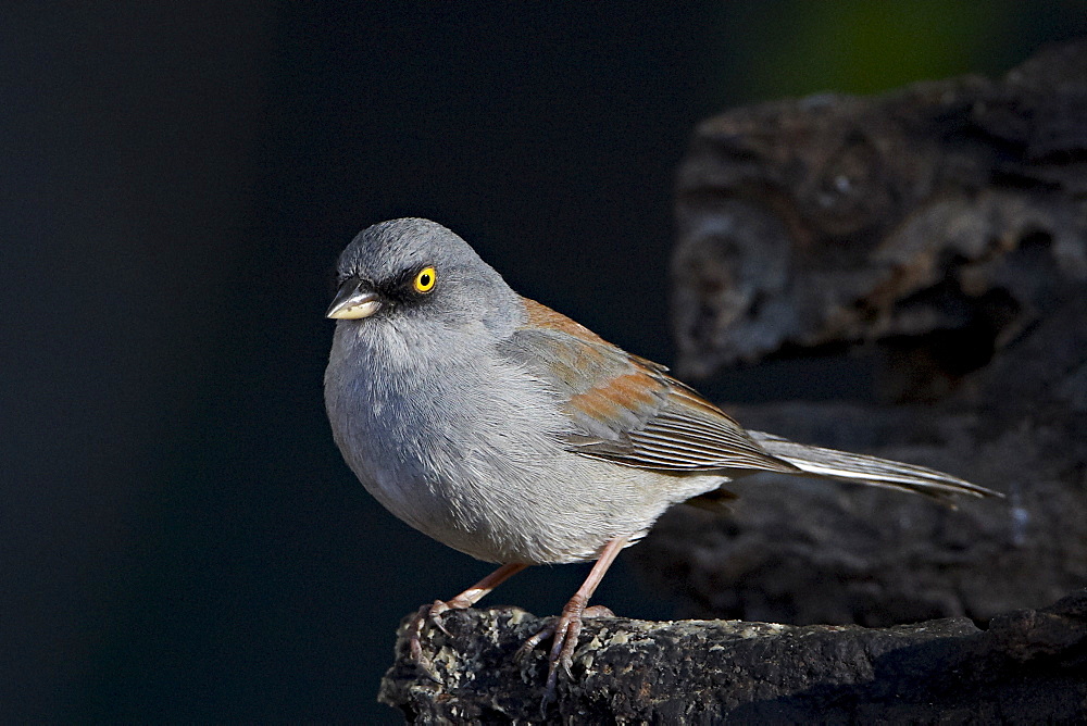 Yellow-eyed junco (Junco phaeonotus), Chiricahuas, Coronado National Forest, Arizona, United States of America, North America