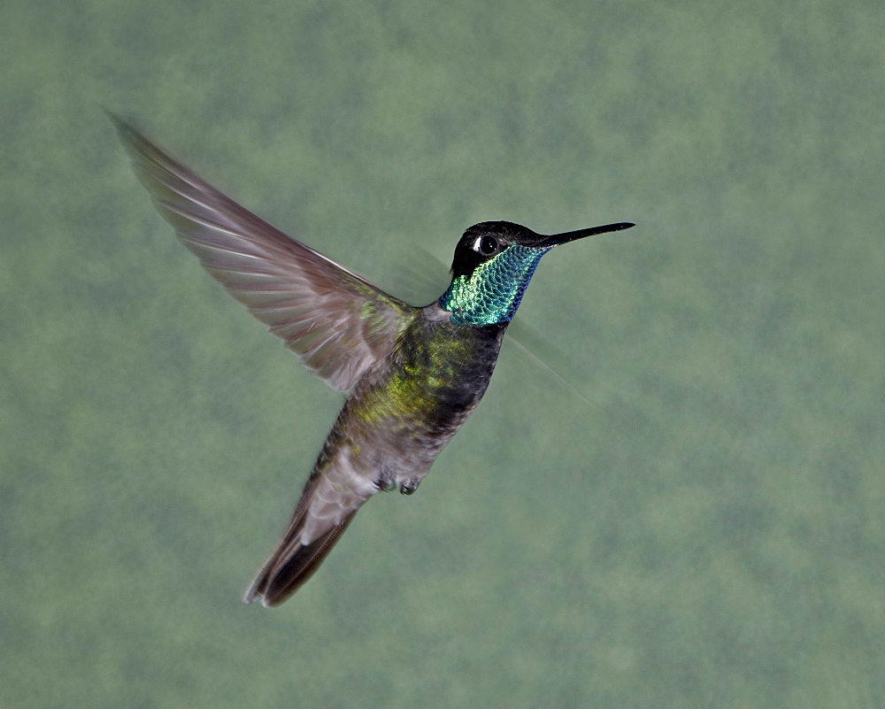 Male magnificent hummingbird (Eugenes fulgens) in flight, Chiricahuas, Coronado National Forest, Arizona, United States of America, North America