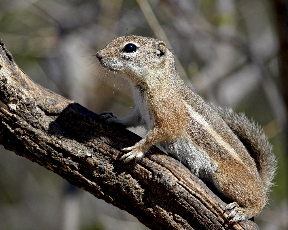 Yuma antelope squirrel (Harris's antelope squirrel) (Ammospermophilus harrisii), Chiricahuas, Coronado National Forest, Arizona, United States of America, North America