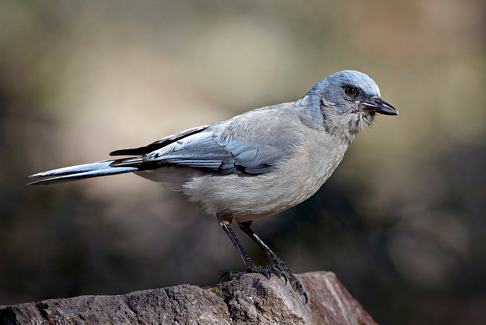 Mexican jay (Aphelocoma ultramarina), Chiricahuas, Coronado National Forest, Arizona, United States of America, North America