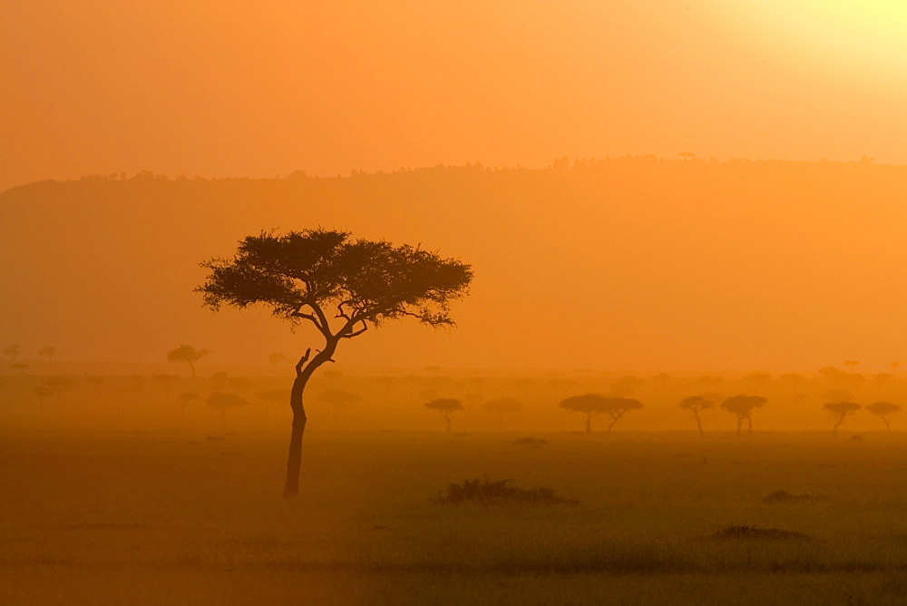 Acacia tree at sunset, Masai Mara National Reserve, Kenya, East Africa, Africa