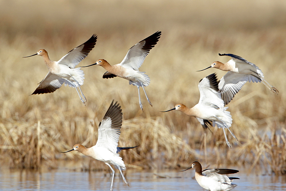 Flock of American avocet (Recurvirostra americana) in flight, Whitewater Draw Wildlife Area, Arizona, United States of America, North America