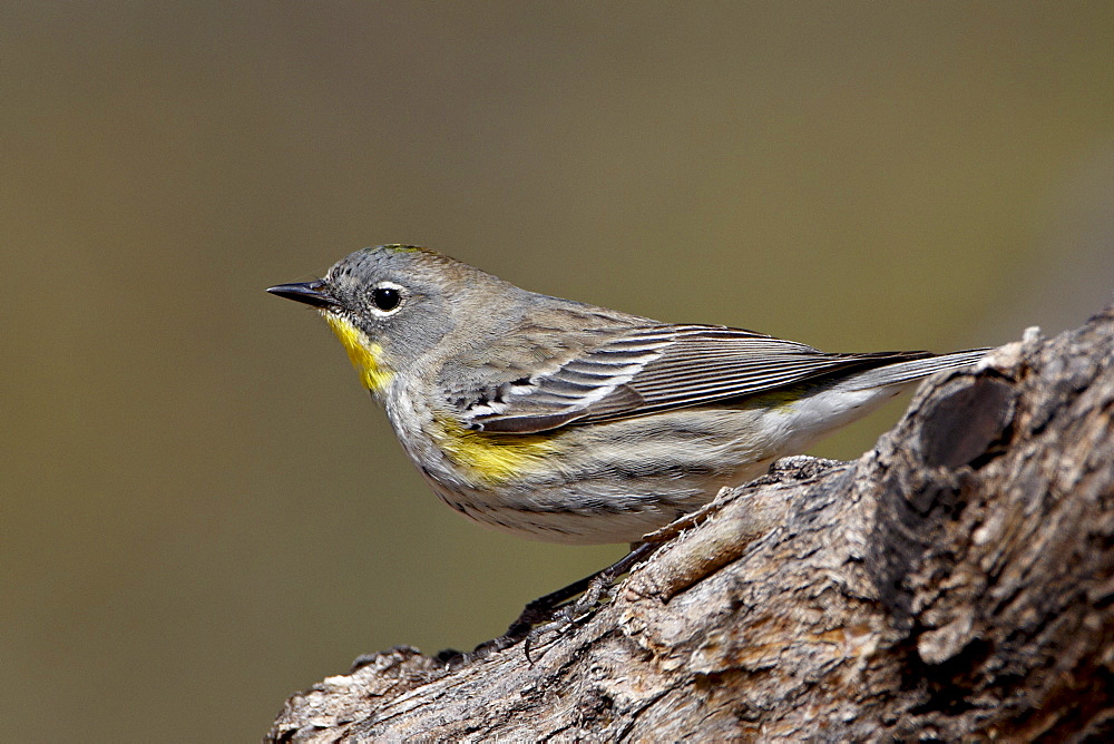 Female Audubon's yellow-rumped warbler (Dendroica coronata auduboni), Hereford, Arizona, United States of America, North America