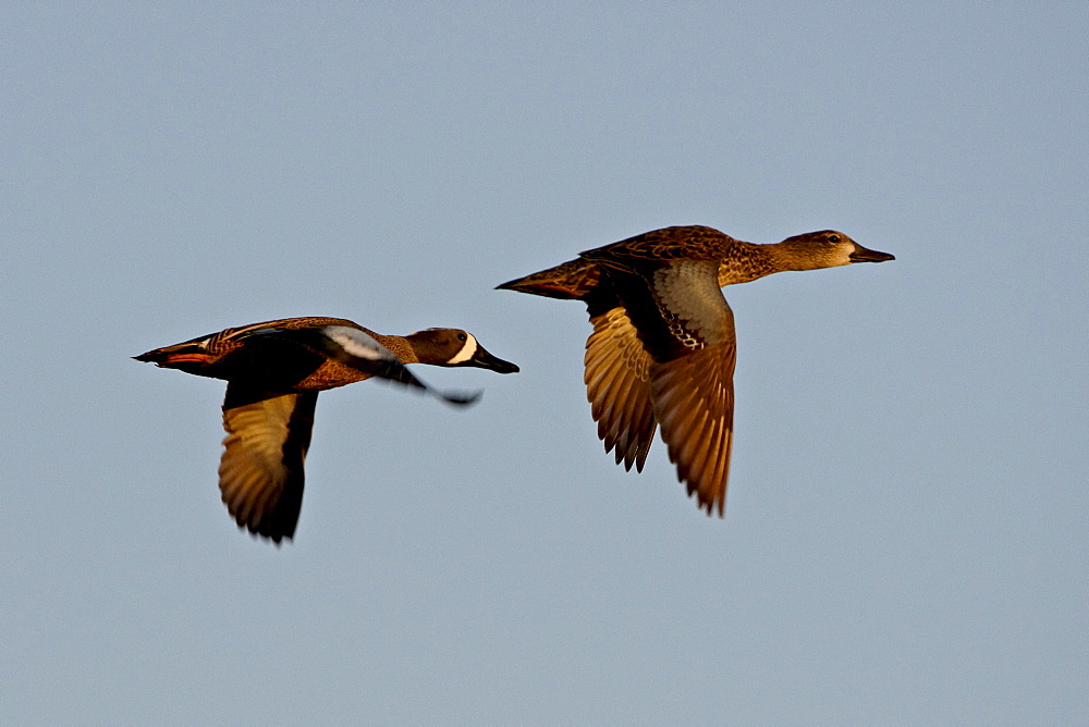 Blue-winged teal (Anas discors) pair in flight, Whitewater Draw Wildlife Area, Arizona, United States of America, North America