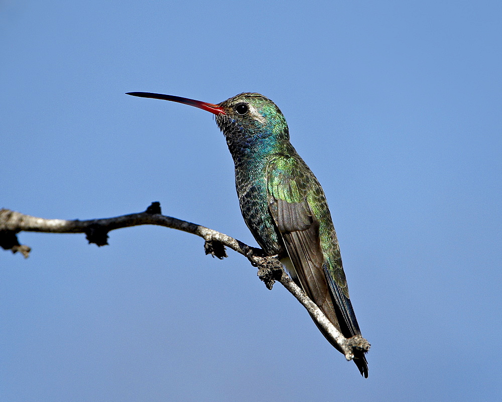 Broad-billed hummingbird (Cynanthus latirostris) perched, Patagonia, Arizona, United States of America, North America