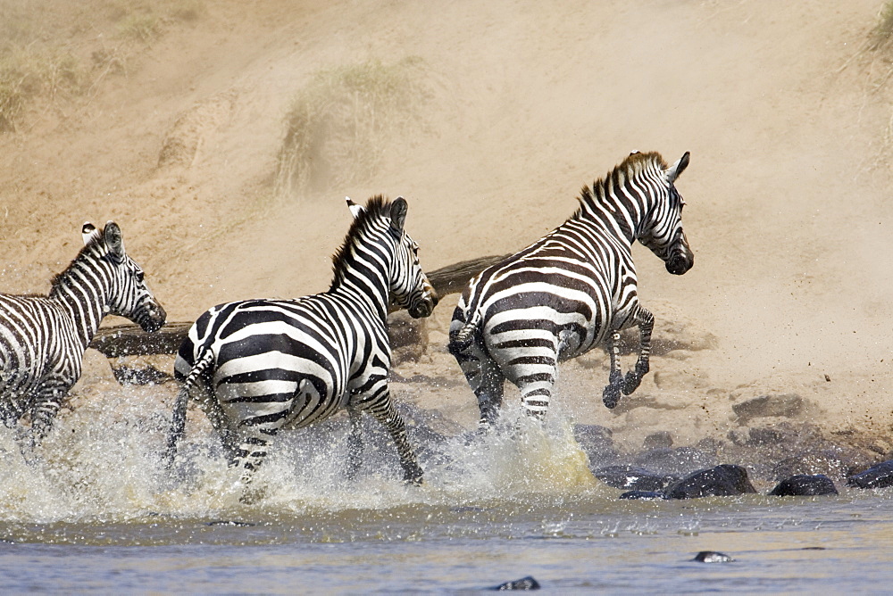 Common zebra or Burchell's zebra (Equus burchelli) crossing the Mara River, Masai Mara National Reserve, Kenya, East Africa, Africa