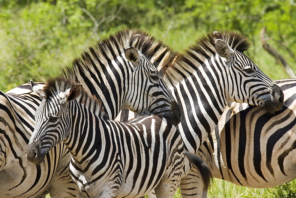 Common zebra or Burchell's zebra (Equus burchelli), Hluhluwe & Imfolozi  Game Reserves, formerly Hluhluwe & Umfolozi Game Reserves, Kwazulu-Natal, South Africa, Africa