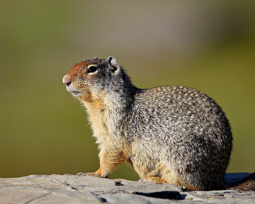 Columbian ground squirrel (Citellus columbianus), Glacier National Park, Montana, United States of America, North America