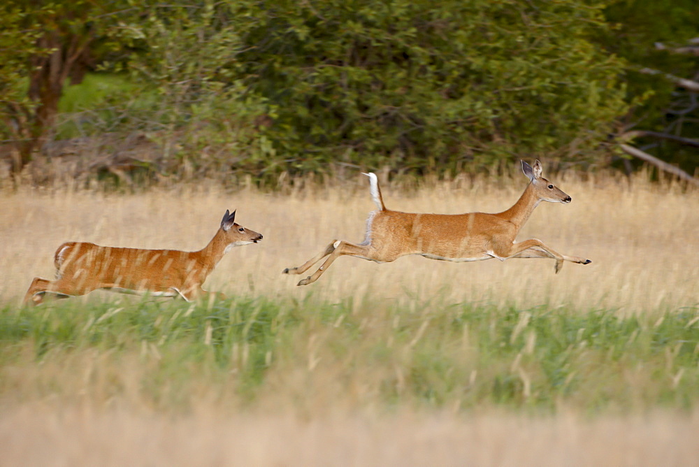 Two whitetail deer (Odocoileus virginianus) doe running, Stillwater County, Montana, United States of America, North America